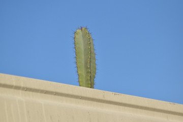 Out of place cactus growing in gutter on roof of house