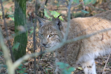 Luchs