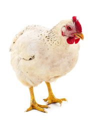 White hen isolated.