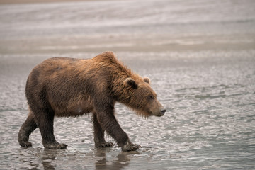 Obraz na płótnie Canvas Mother Grizzly Bear Walking on the Beach in Lake Clark, Alaska Looking for Food