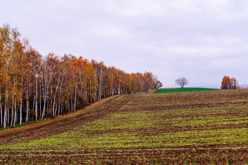 Framland Terrace in Autumn