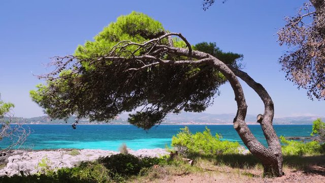 4k shot of bent over pine tree over the rocky shore, crystal clear turquoise water on greek island, Greece Vacation, summertime, mediterranean nature and seashore
