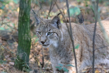 Luchs