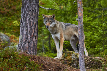 Naklejka na ściany i meble strong wolf in the forest