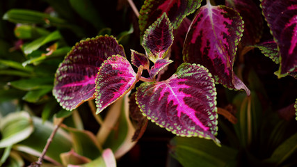 Closeup of purple leaves detail and texture.(selected focus)