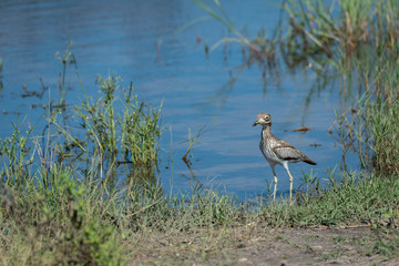 Water Thick-Knee Bird (also known as the Water Dikkop or Stone-Curlew) standing on the bank of a pond in the Okavango Delta, Botswana