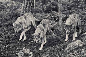 wolf´s pack group of hunter´s