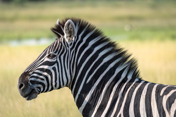 Fototapeta na wymiar Close up of a young zebra standing on the grassland of the Okavango Delta in Botswana