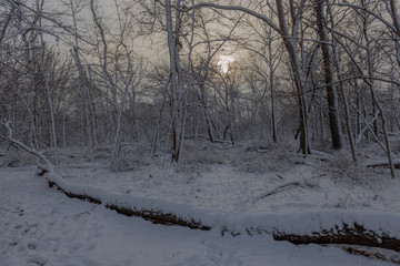 Snowy forest at sunset