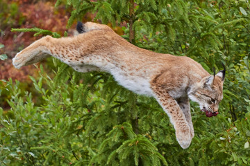 lynx lynx, in jump, move with spoil © Michal
