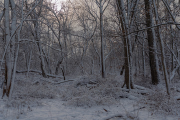 Snowy forest at twilight