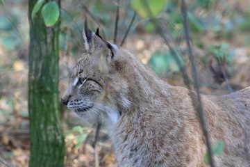 Luchs