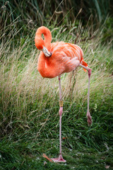 flamingo