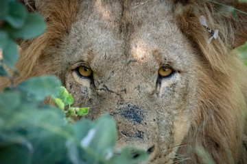 Young male lion with scars on his face peers out of the bush after being awaken from his mid-day nap