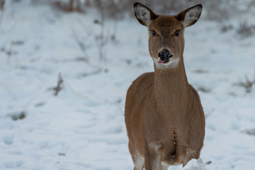 Deer showing language