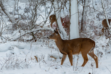 Deer in snowy forest