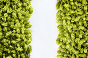 Beer template  with two rows of hops on a white background.
