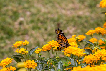 Monarch butterfly feeding on yellow  flowers in a garden