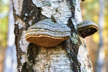 Old dead birch in the forest with a mushroom growing.