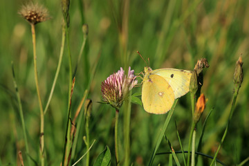 Hufeisenkleegelbling