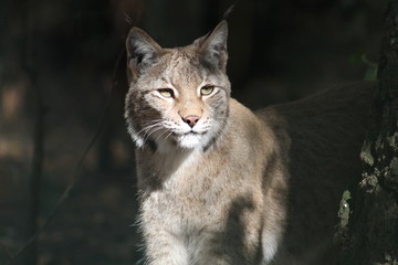 Luchs