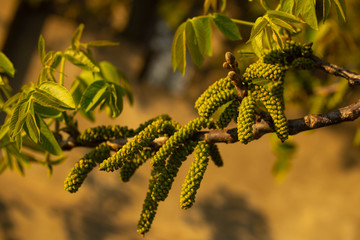 Spring walnut blossom. Male walnut flowers-staminate flowers consist of six-lobed perianth and 12-18 stamens, collected by hanging earrings.