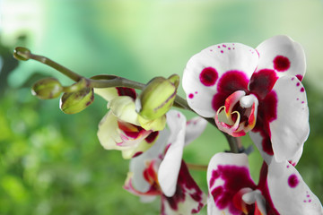 Beautiful tropical orchid flowers on blurred background