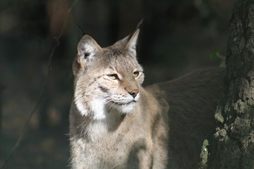 Luchs