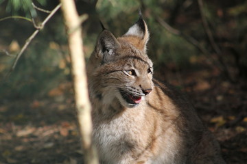 Luchs