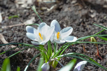Crocus spring flowers