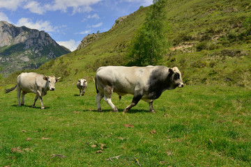 Obraz premium Taureau ariégeois en alpage, département de l'Ariège en région Occitanie, France