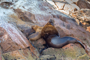 Naklejka premium Rodzina lwów morskich w Islas Ballestas, Peru