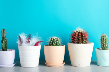 Pots with cacti and one with feathers on table against color background