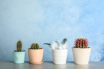 Pots with cacti and one with feathers on table against color background