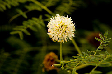 White popinac in garden