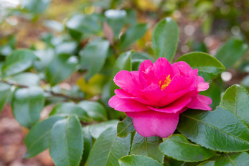 椿　ツバキ　つばき