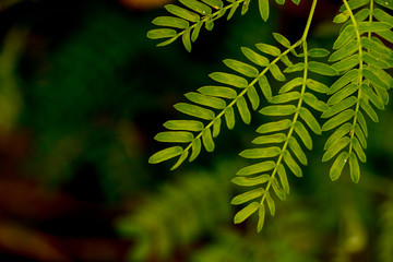 White popinac in garden