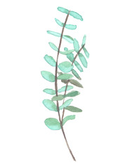 Branch of pale green eucalyptus painted in watercolor on clean white background