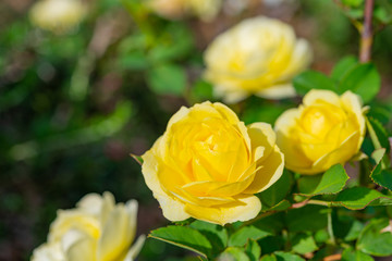 バラ　薔薇　ばら　ローズ