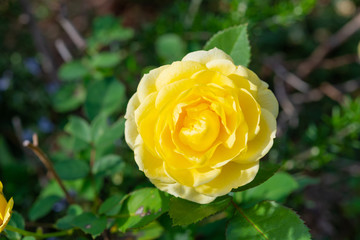 バラ　薔薇　ばら　ローズ