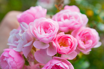 バラ　薔薇　ばら