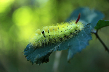 Naklejka premium Buchen-Streckfuß