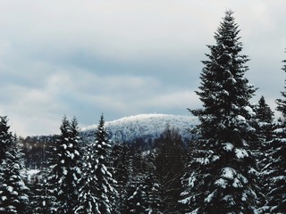 Fototapeta premium snow-covered spruce