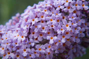 buddleia