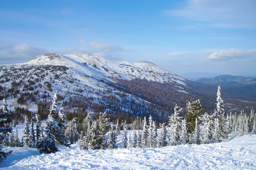 a top view of alpine landscape with boreal forest on an undulating mountain range; ski slope with snowy spruces in the foreground