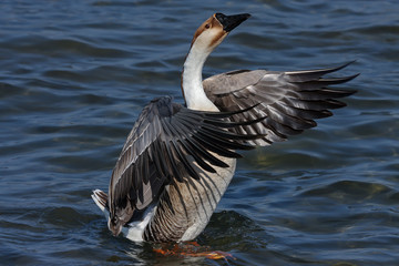 Graubraune Höckergans Nahaufnahme