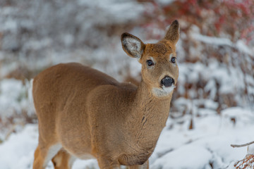 deer in snow