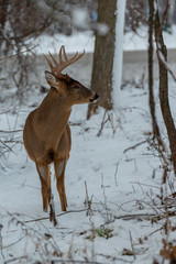 Naklejka na ściany i meble Deer with horns in snow