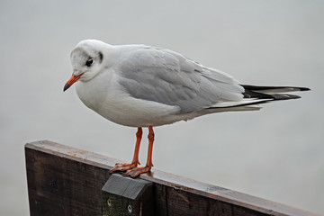 Lachmöwe erwachsen im Winter