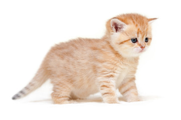 Charming ginger striped British kitten stands on four legs on a white isolated background.